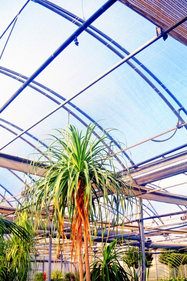 Greenhouse Capsule collection NOT JUST A LABEL